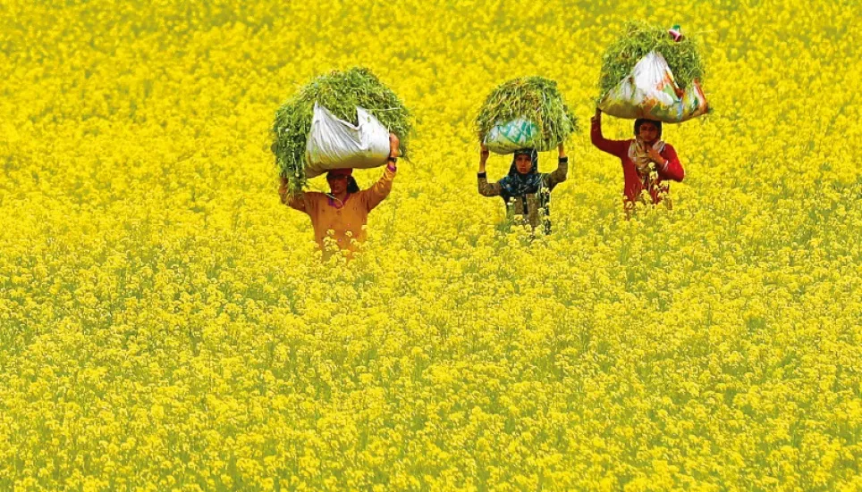 6,200 Gopalganj farmers to get incentive for mustard cultivation