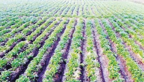 Rangpur farmers busy cultivating early-harvest potatoes 