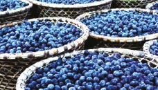 Acai Berry: Brazilian superfruit 