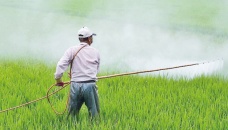 Jamalpur growers face loss due to indiscriminate pesticide use 