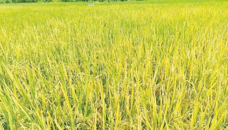 Aman paddy harvest begins in Joypurhat, Dinajpur 