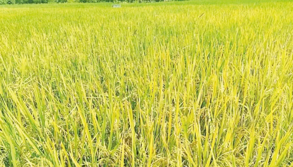 Aman paddy harvest begins in Joypurhat, Dinajpur 