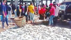 Cox’s Bazar fishermen rejoice at abundant hilsa catch 