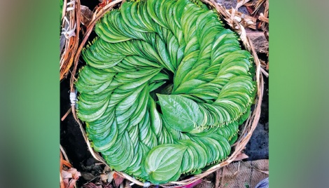 Larger quantities of betel leaf can be exported abroad 