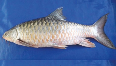 New species of Mohashol fish found in Sangu 