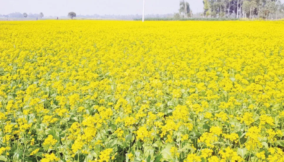 Mustard production target over 51,000 tonnes in Jamalpur 