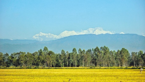 Kanchenjunga drawing tourists to Tetulia 