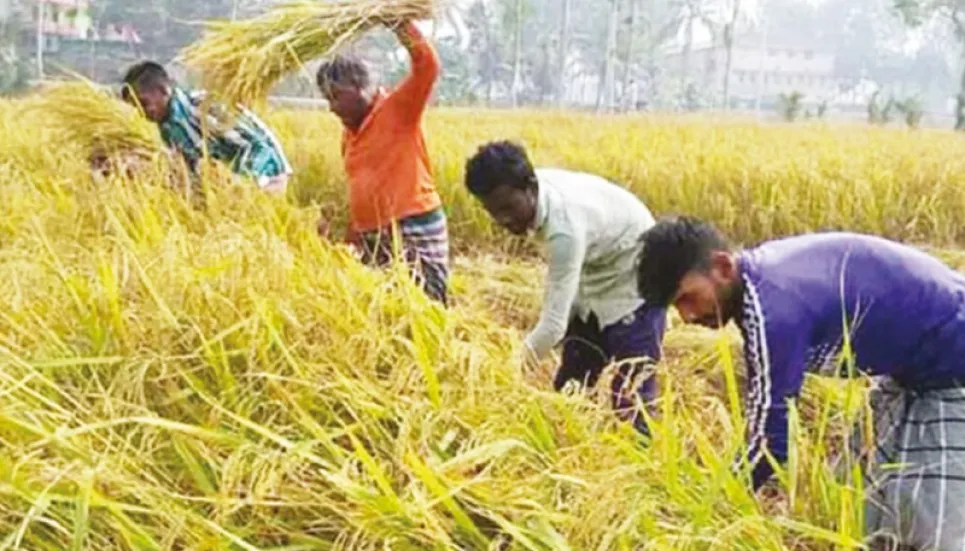 Newly harvested Aman paddy brings smile to Rajshahi farmers 