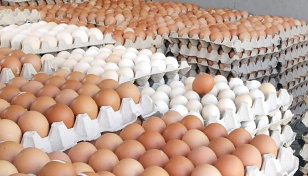 Indian eggs arrive, costing just over Tk7 per piece