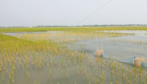 Waterlogging hampers Aman cultivation in Khulna 