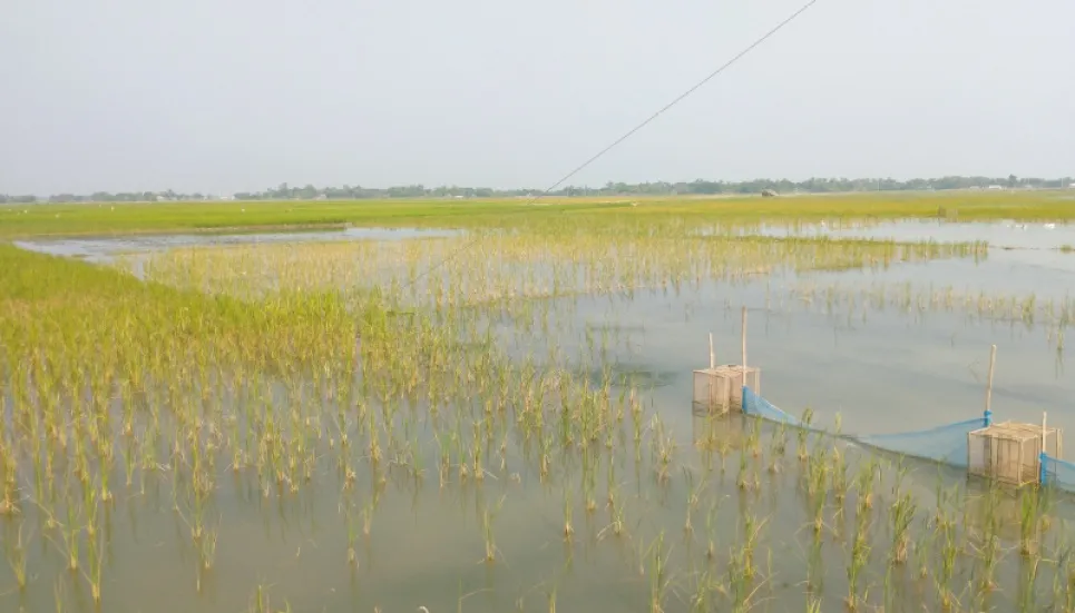 Waterlogging hampers Aman cultivation in Khulna 