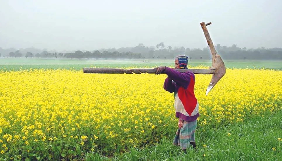 Prospects of direct-seeded mustard farming bright in northern region 