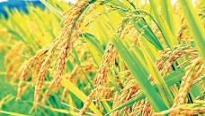 Govt to procure over 40,000 tonnes Aman paddy in Khulna 