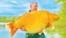 Angler lands one of the world’s largest goldfish 