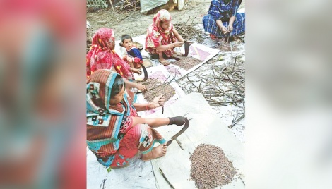 Khulna people benefit from wild fungus 