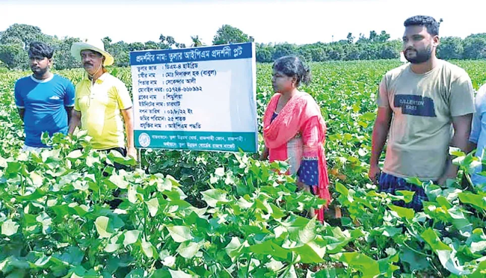 Rajshahi to produce over 7000 tonnes of seed-cotton 