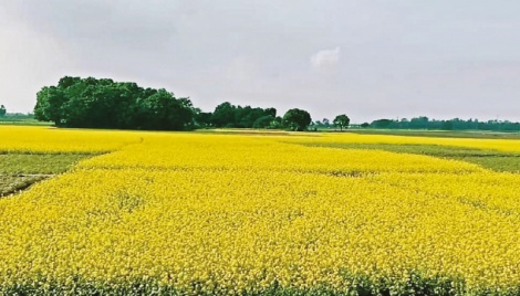 Over 3 lakh tonnes mustard seed yield likely in Rajshahi division 