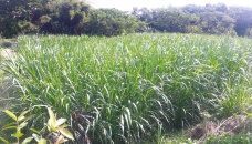 Napier grass farming becomes boon for Khulna farmers 