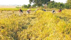 Netrakona farmers busy harvesting Aman paddy 