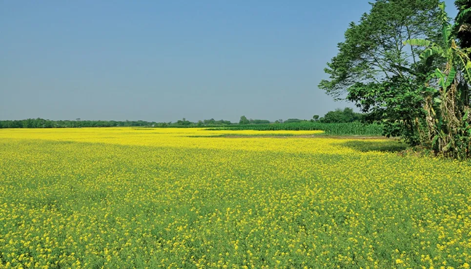 Mustard farmers get the largest incentive