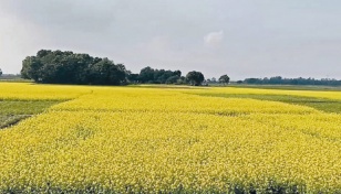 6.60 lakh tonnes of mustard seed yield likely in Rajshahi