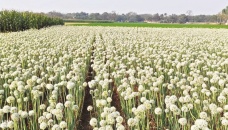 Over 5,400 hectares in Naogaon under onion, garlic cultivation 