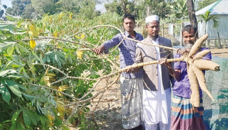 Domestic cassava cultivation to reduce import dependency 