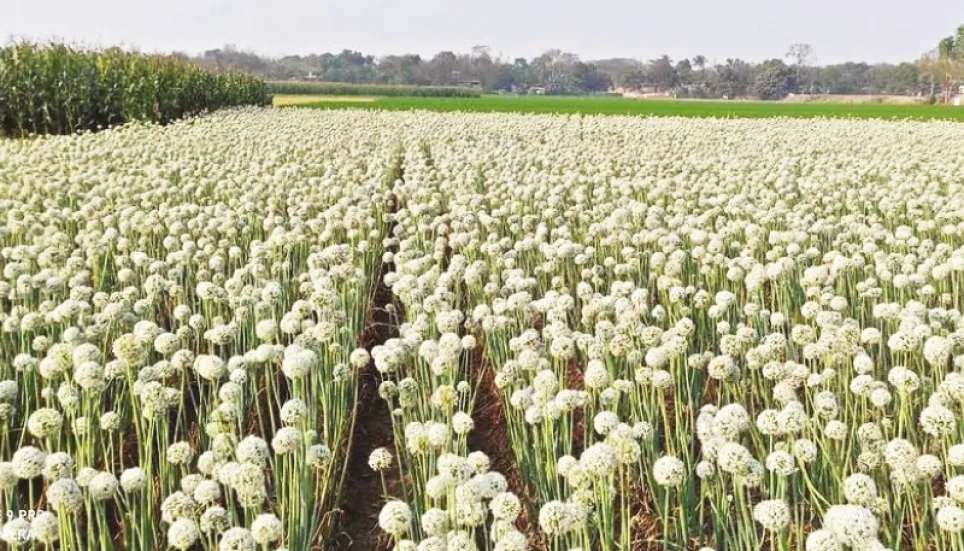 Over 5,400 hectares in Naogaon under onion, garlic cultivation 