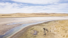Drought in Peru Andes proves fatal for alpacas, potato crops 