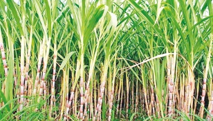 Sugarcane production and sugar trade 