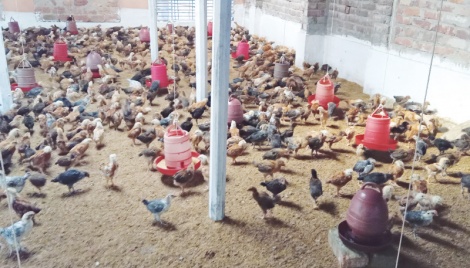 Soaring feed prices hit poultry farmers 