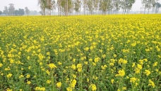Mustard cultivation target exceeds in Netrakona 