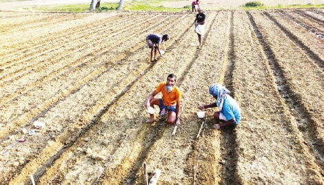 Over 36 lakh tonnes of potato yield likely in Rajshahi 