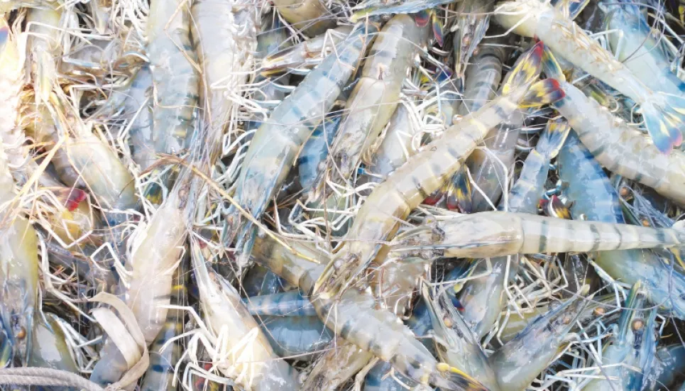 Shrimp farmers face huge losses due to sharp price fall 