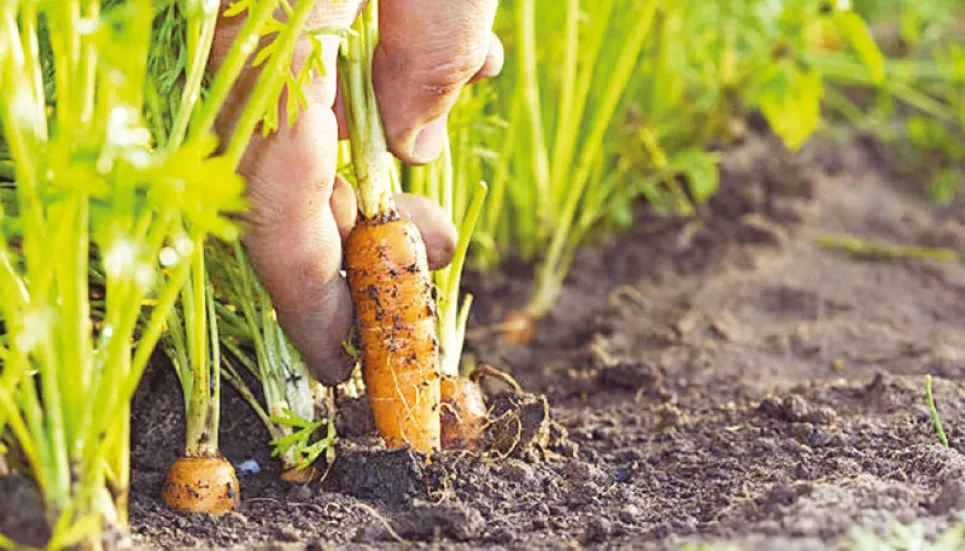 Healthy soils are the basis of healthy food production 