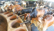 Addressing the cattle feed crisis