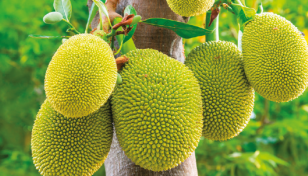 Bumper jackfruit production likely in Panchagarh