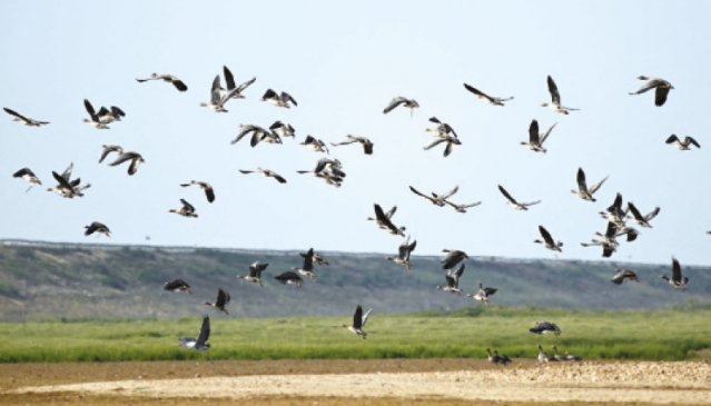 Dam plans threaten China’s migratory bird haven - The Business Post