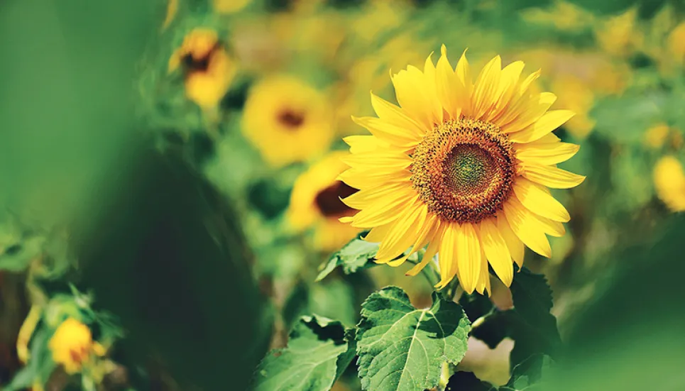 Barguna targets sunflower cultivation on 24,000 hectares land The