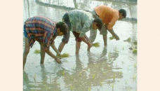 Rangpur farmers begin transplantation of Boro seedlings