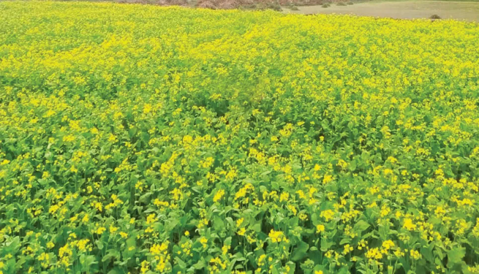 Mustard farming target exceeds in Khulna