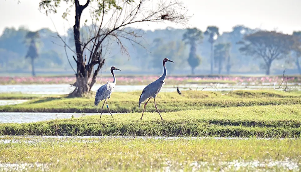 Fly away home: Rare Eastern Sarus cranes released in Thailand