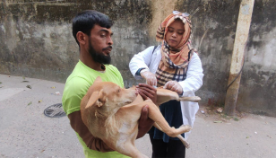 Dhaka veterinary students to conduct free medical campaign Feb 10-11