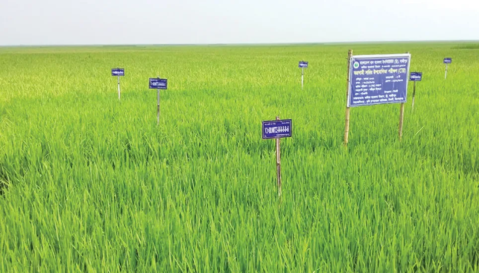 Bumper production of new rice variety BRRI-98 in Cumilla