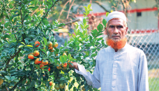 Father, daughter’s success in mixed fruit farming inspire many in Bogura