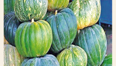 Bumper pumpkin yield brings smiles to Rangpur farmers