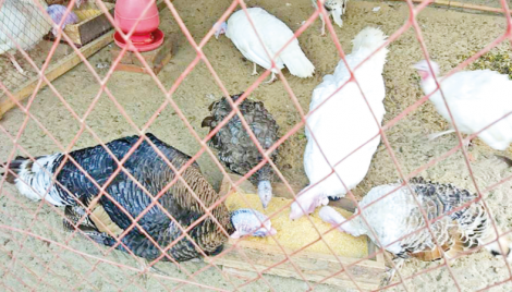 Turkey bird farming benefits grassroots farmers 