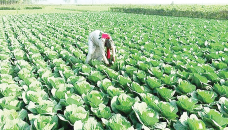 Farmers eye bumper winter vegetables output in Rangpur region