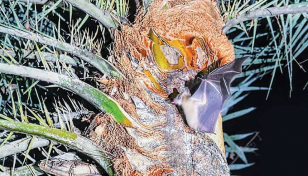 Nipah virus: 2 patients from Manikganj die in Dhaka