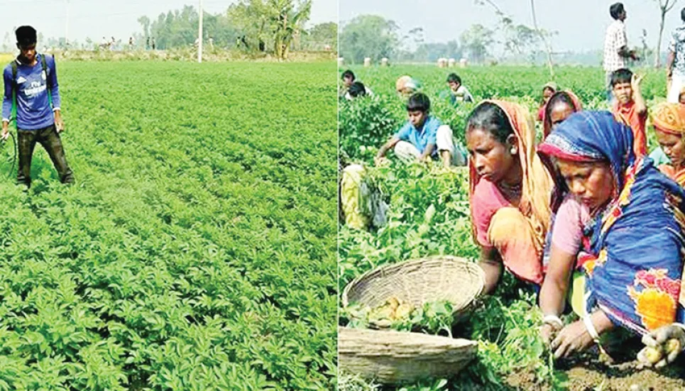 Potato farming target exceeds by 4.27% in Rangpur